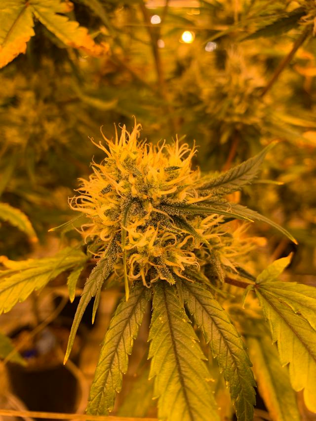 Les Merveilles du Cannabis : 10 Utilisations Surprenantes